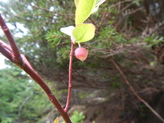 Vaccinium alaskaense