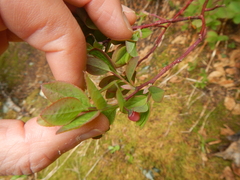 Vaccinium alaskaense
