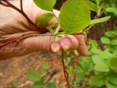 Vaccinium alaskaense