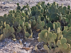 Opuntia microdasys