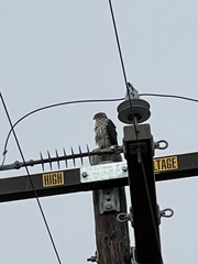 Accipiter cooperii