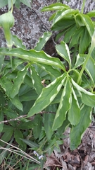 Arisaema heterophyllum