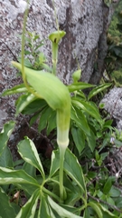 Arisaema heterophyllum