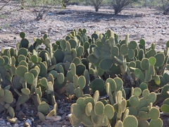 Opuntia microdasys
