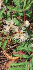 Calliandra humilis