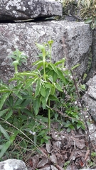 Arisaema heterophyllum