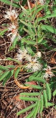 Calliandra humilis