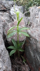 Arisaema heterophyllum