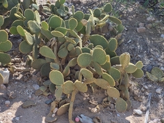 Opuntia microdasys
