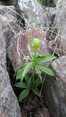 Arisaema heterophyllum