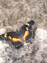 Chlosyne lacinia crocale