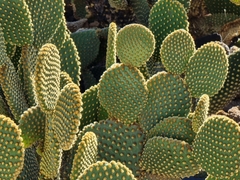 Opuntia microdasys