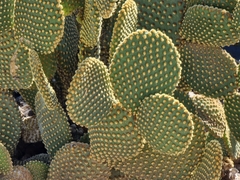 Opuntia microdasys