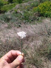 Allium ramosum