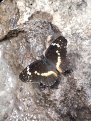 Chlosyne lacinia crocale