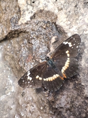 Chlosyne lacinia crocale