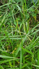 Urochloa eminii