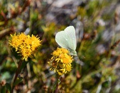 Colias behrii