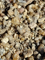 Cibolacris parviceps