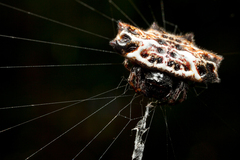 Gasteracantha cancriformis