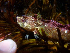 Paraclinus integripinnis