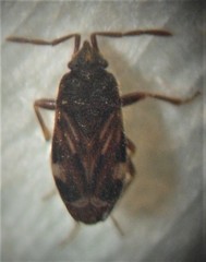 Tomocoris ornatus