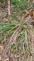 Lomandra longifolia