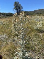 Cirsium douglasii douglasii