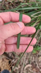 Lomandra longifolia