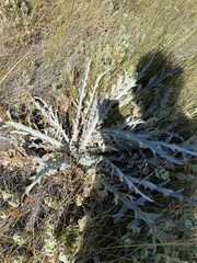 Cirsium douglasii douglasii