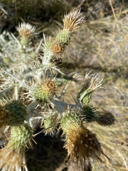 Cirsium douglasii douglasii