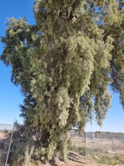Tamarix usneoides