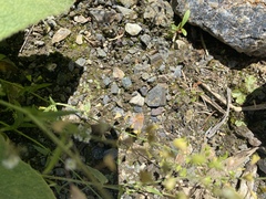 Callophrys gryneus
