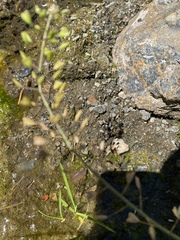 Callophrys gryneus