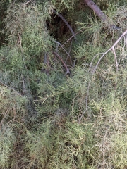 Tamarix usneoides