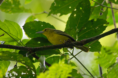 Aegithina lafresnayei