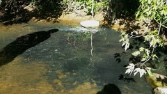 Pseudomonas