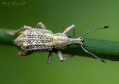 Hybreoleptops santiagensis