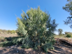 Tamarix usneoides