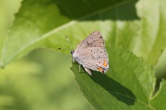 Satyrium acadica