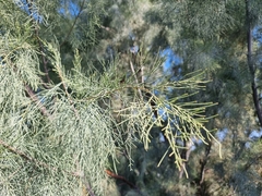 Tamarix usneoides
