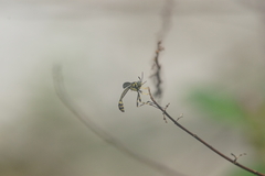 Diptera
