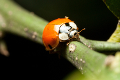 Harmonia axyridis