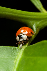 Harmonia axyridis