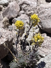 Draba aureola