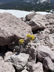 Draba aureola