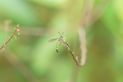 Diptera