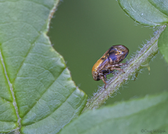 Clastoptera achatina