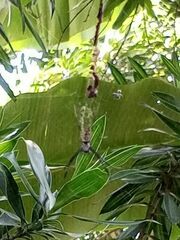 Araneidae