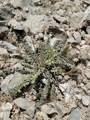Chylismia multijuga